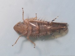 Osbornellus rotundus