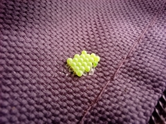 Palomena prasina