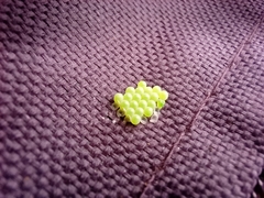 Palomena prasina