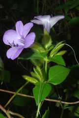 Barleria gueinzii