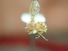 Drosophila quinaria
