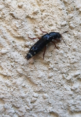 Platydracus fulvipes