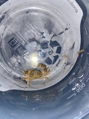 Rhithropanopeus harrisii