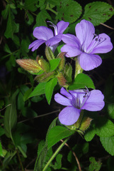 Barleria gueinzii