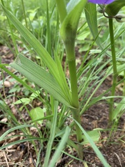 Tradescantia bracteata