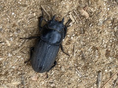 Dorcus