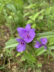 Tradescantia bracteata