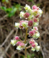 Heuchera pilosissima