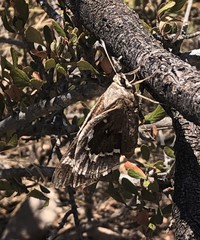 Megathymus streckeri