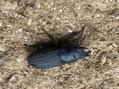 Dorcus