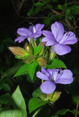 Barleria gueinzii