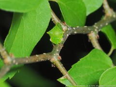 Stictocephala militaris