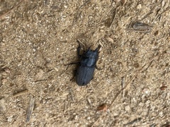 Dorcus