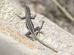 Platysaurus intermedius rhodesianus