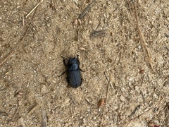 Dorcus