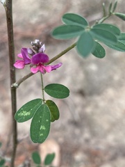 Indigofera australis