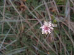 Pfaffia tuberosa