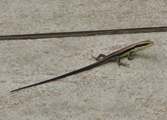 Eutropis longicaudata