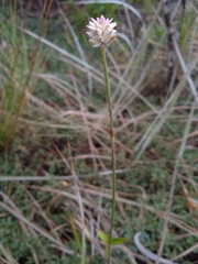 Pfaffia tuberosa