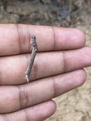 Lepidoptera