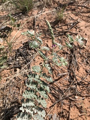 Dalea lanata
