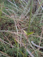 Pfaffia tuberosa