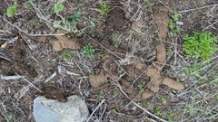 Thomomys talpoides