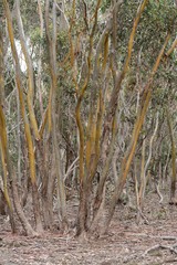 Eucalyptus behriana