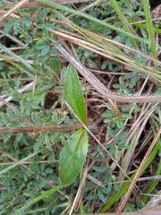 Pfaffia tuberosa