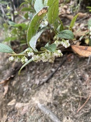 Lyonia ovalifolia