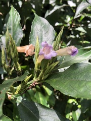 Strobilanthes longespicatus