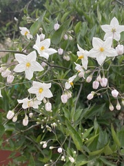 Solanum
