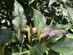 Strobilanthes longespicatus
