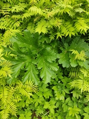 Heracleum sosnowskyi