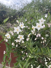 Solanum