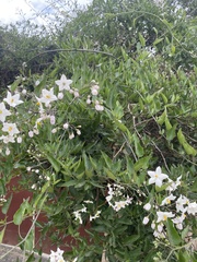 Solanum