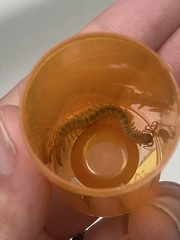 Arthrorhabdus pygmaeus