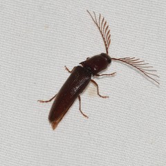 Dicrepidius palmatus