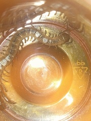 Arthrorhabdus pygmaeus