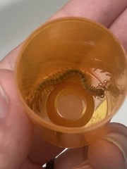 Arthrorhabdus pygmaeus