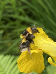 Bombus hortorum