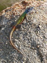 Platysaurus intermedius rhodesianus