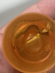 Arthrorhabdus pygmaeus