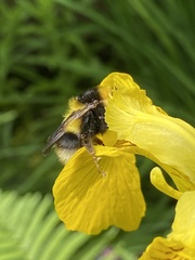 Bombus hortorum