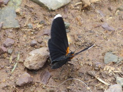 Eutrepsia inconstans