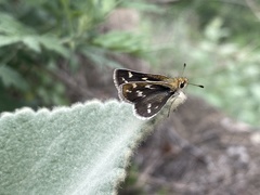 Hesperiinae