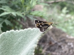 Hesperiinae