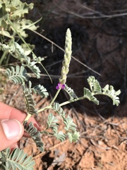 Dalea lanata