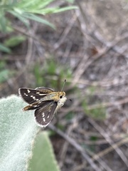 Hesperiinae