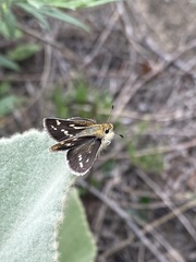 Hesperiinae